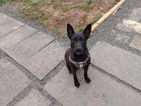 Mollie (AL) - Photo 1