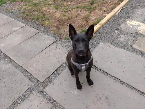 MOLLIE (AL) - German Shepherd Dog / Pit Bull Terrier available for adoption