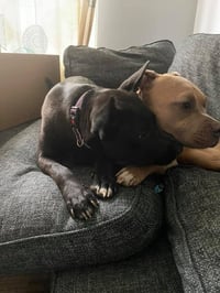 Mollie (AL) - Photo 4