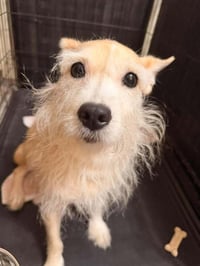 Piper (AL) - Photo 1