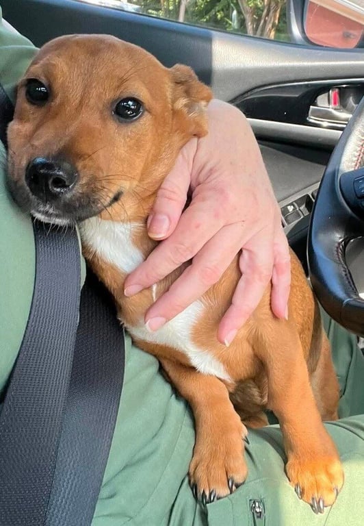 Roxie (AL) Image