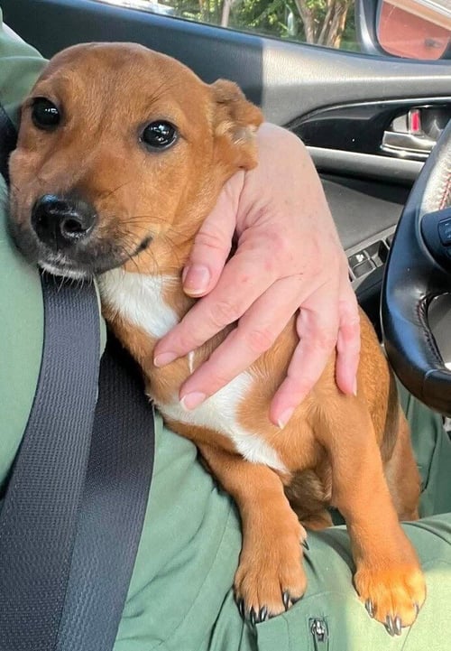 ROXIE (AL) - Chihuahua / Dachshund available for adoption