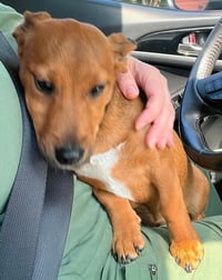 Roxie (AL) - Photo 3