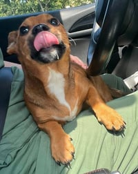 Roxie (AL) - Photo 4