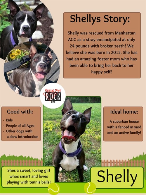 SHELLY - Pit Bull Terrier available for adoption