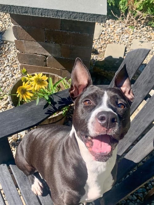 SHELLY - Pit Bull Terrier available for adoption