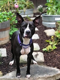 Shelly - Photo 4