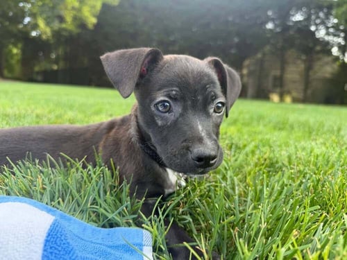 PRALINE (AL) - Boston Terrier / Chihuahua available for adoption