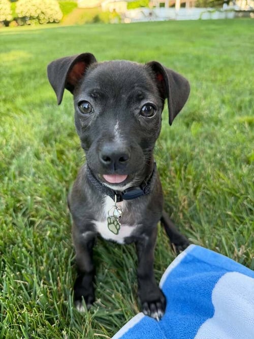 PRALINE (AL) - Boston Terrier / Chihuahua available for adoption