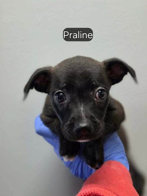 PRALINE (AL) - Boston Terrier / Chihuahua available for adoption