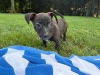 Praline (AL) - Photo 3