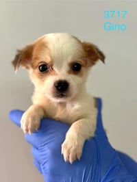 Gino (AL) - Photo 1