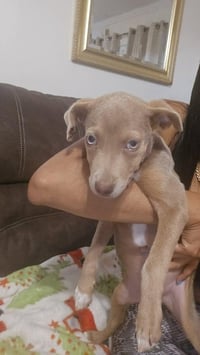Tookie (TX) aka Girl - Photo 1