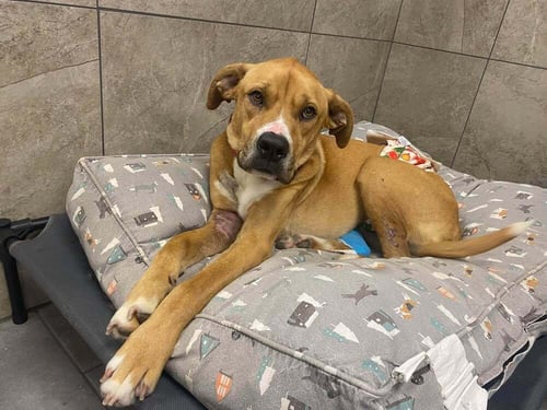 TOBY BEAN (TX) - Shepherd available for adoption