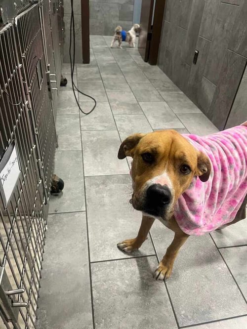 TOBY BEAN (TX) - Shepherd available for adoption