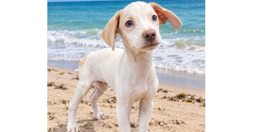 ARTHUR (TX) - Beagle available for adoption