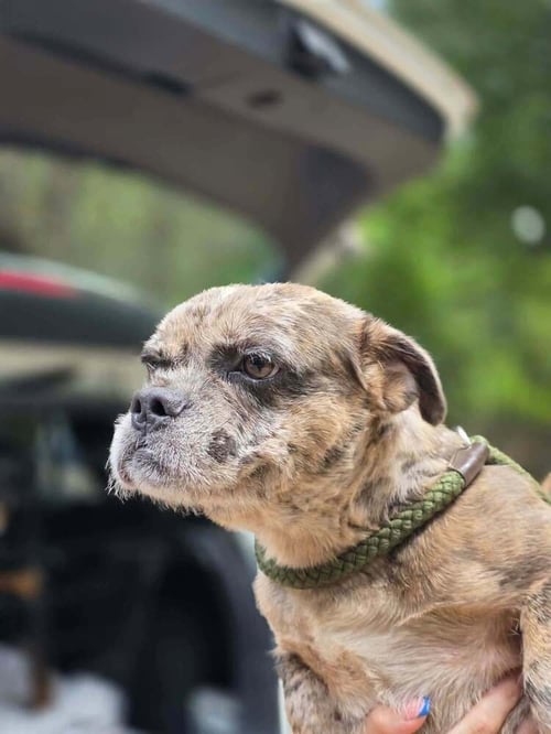 PATCH (GA) - Shih Tzu / Brussels Griffon available for adoption