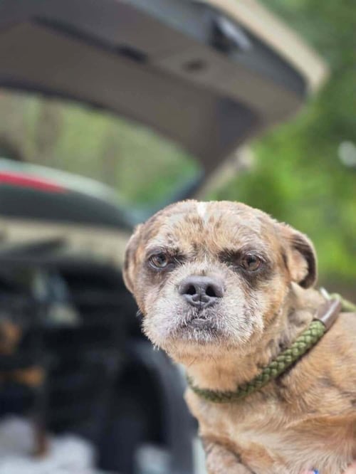 PATCH (GA) - Shih Tzu / Brussels Griffon available for adoption