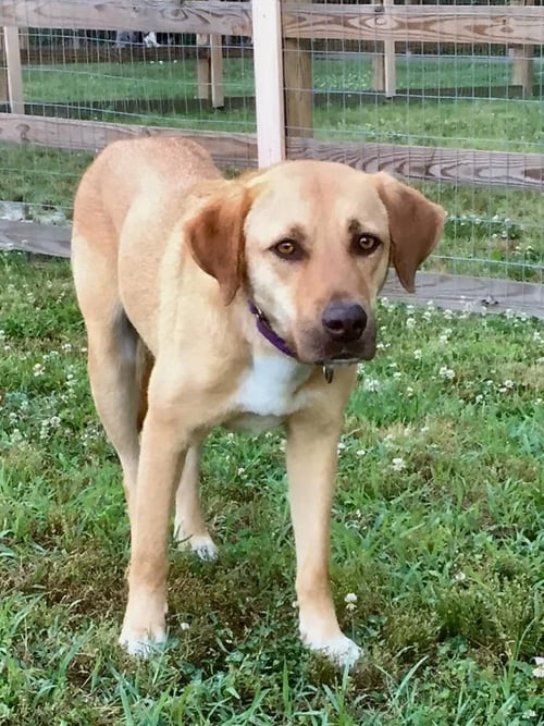LILA (GA) - Labrador Retriever / Vizsla available for adoption