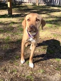 Lila (GA) - Photo 2