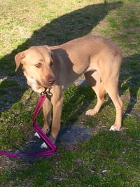 Lila (GA) - Photo 3