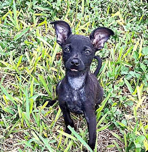 TEENY (TX) - Terrier available for adoption