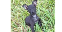 Teeny (TX) - Photo 1