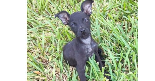 TEENY (TX) - Terrier available for adoption