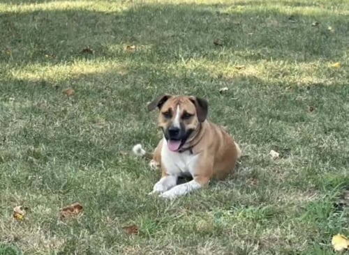 BABY JANE (AL) - Pit Bull Terrier available for adoption