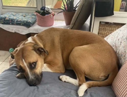 BABY JANE (AL) - Pit Bull Terrier available for adoption