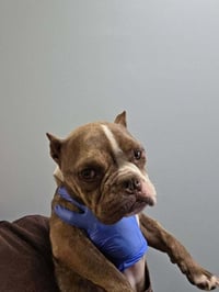 Daisy (GA) - Photo 1