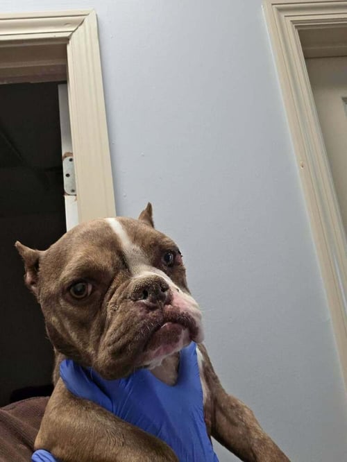 DAISY (GA) - French Bulldog available for adoption