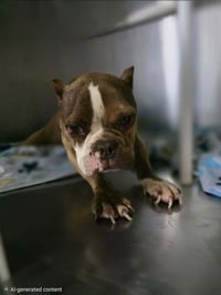 Daisy (GA) - Photo 3