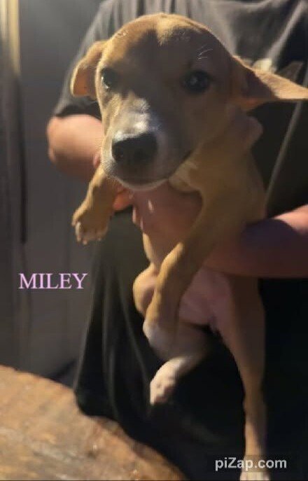 MILEY (GA) - Chihuahua available for adoption