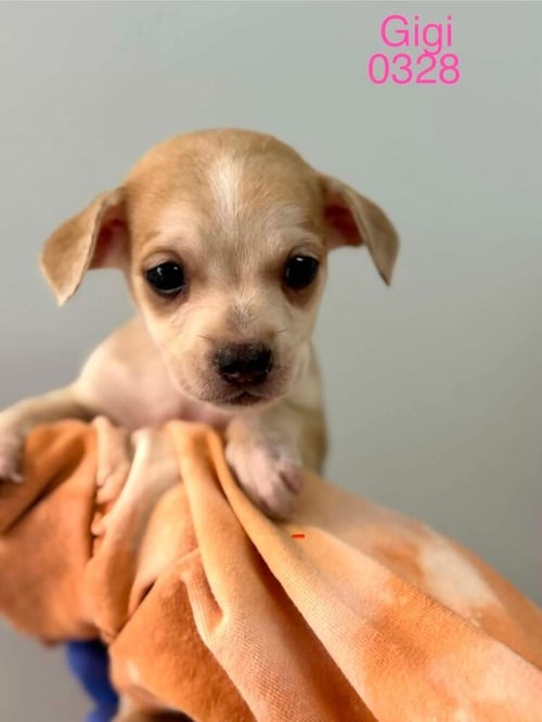 GIGI (AL) - Beagle for adoption in New York
