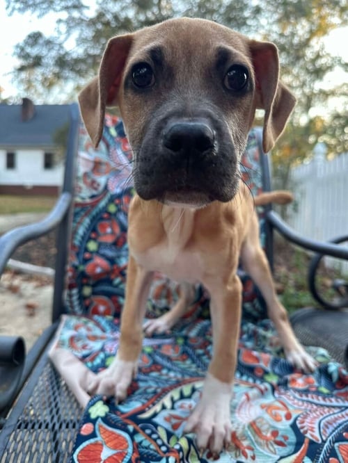 JILL (GA) - Unknown available for adoption