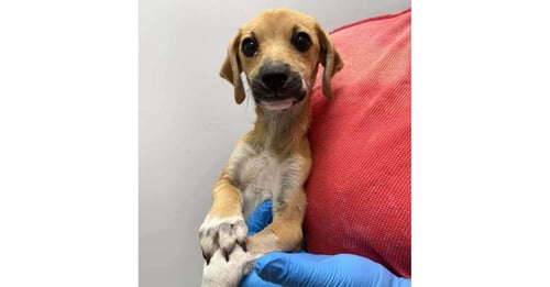 SALEM (SC) - Terrier available for adoption