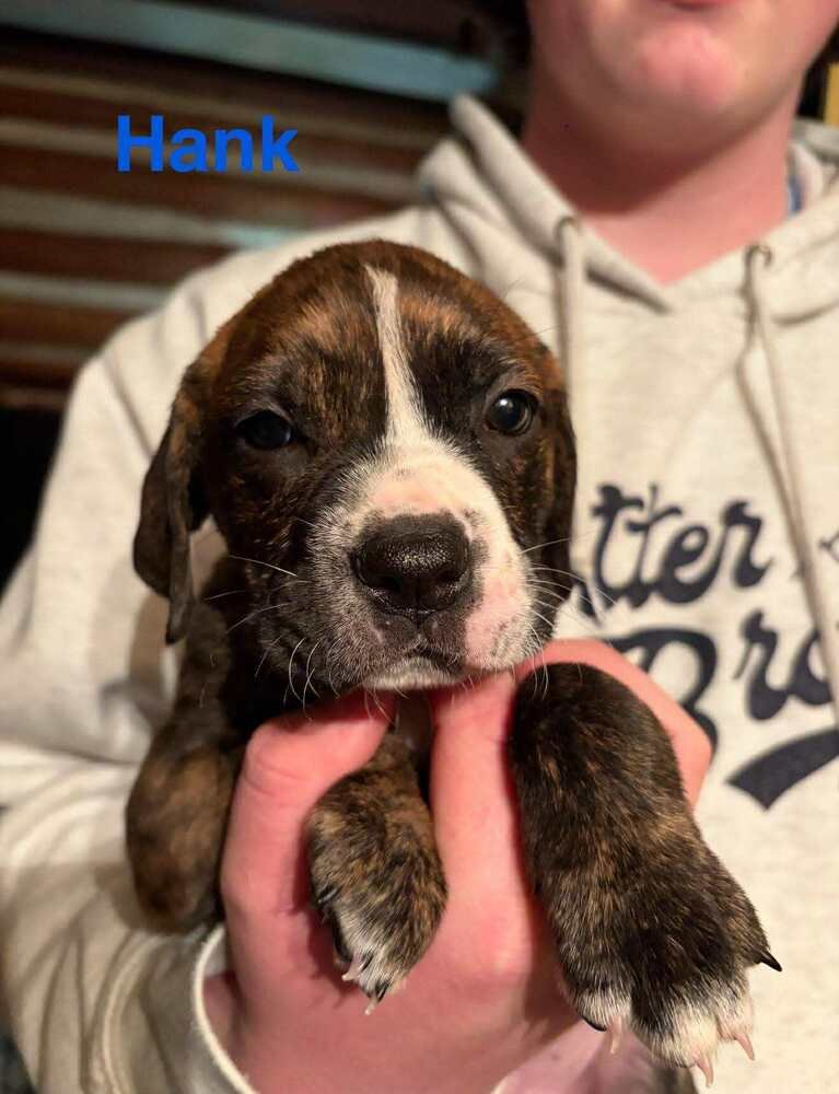 HANK (AL) - Labrador Retriever / Boxer available for adoption