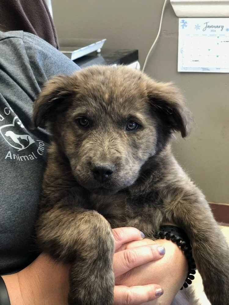 BELLA (GA) - Newfoundland Dog / Shepherd available for adoption
