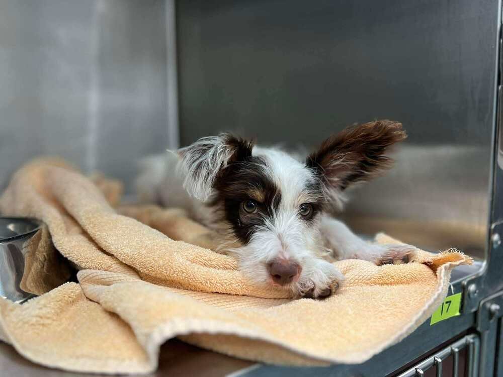 Delilah (Skittles) (TX) Image