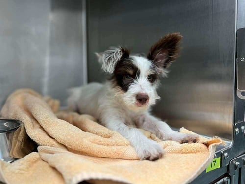 DELILAH (SKITTLES) (TX) - Terrier available for adoption