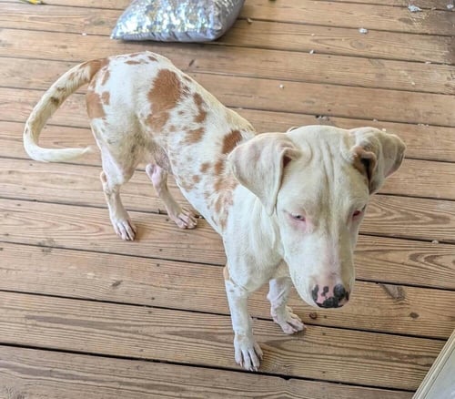 BUTTERSCOTCH (AL) - Great Dane available for adoption