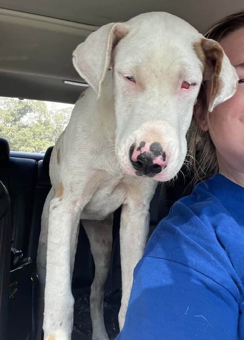 BUTTERSCOTCH (AL) - Great Dane available for adoption