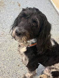 Xander (GA) - Photo 1
