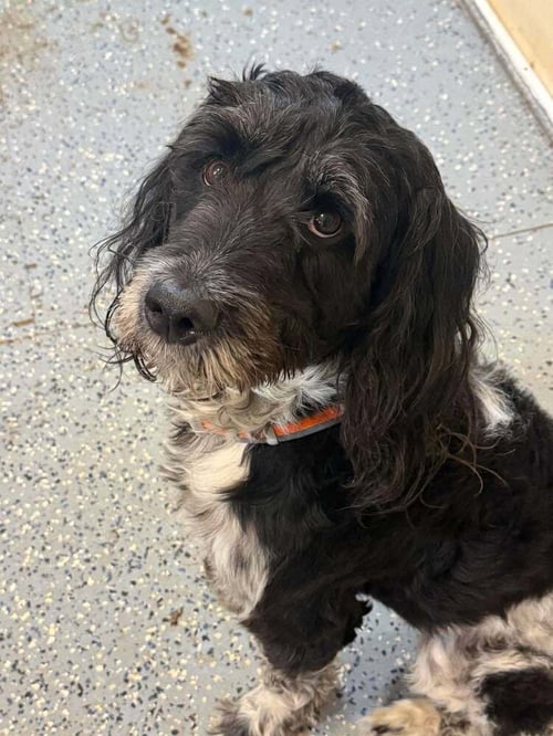 XANDER (GA) - Unknown available for adoption
