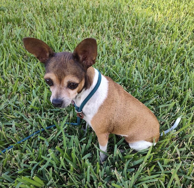 Mini (TX) Image