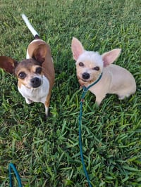 Mini (TX) - Photo 4