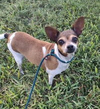 Mini (TX) - Photo 3