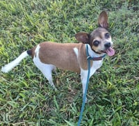 Mini (TX) - Photo 2