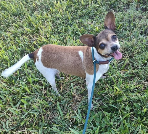 MINI (TX) - Chihuahua available for adoption